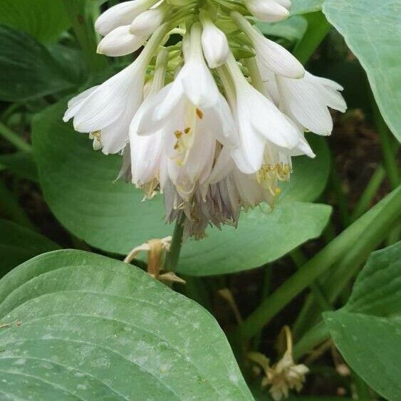 Hosta plantaginea Žiedas