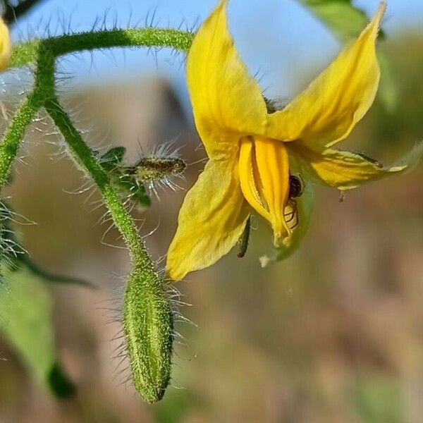 Solanum lycopersicum फूल