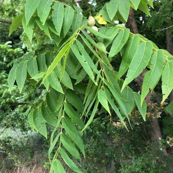 Imagem de referência para identificação da planta undefined
