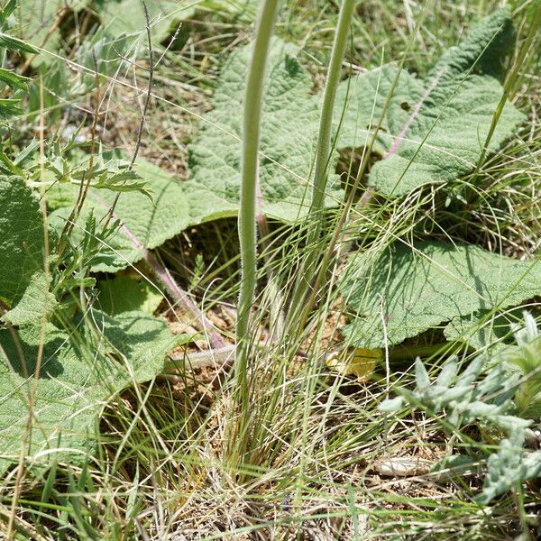 Salvia nutans Fuelha