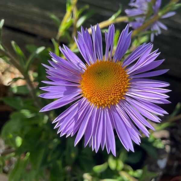 Erigeron speciosus Flower