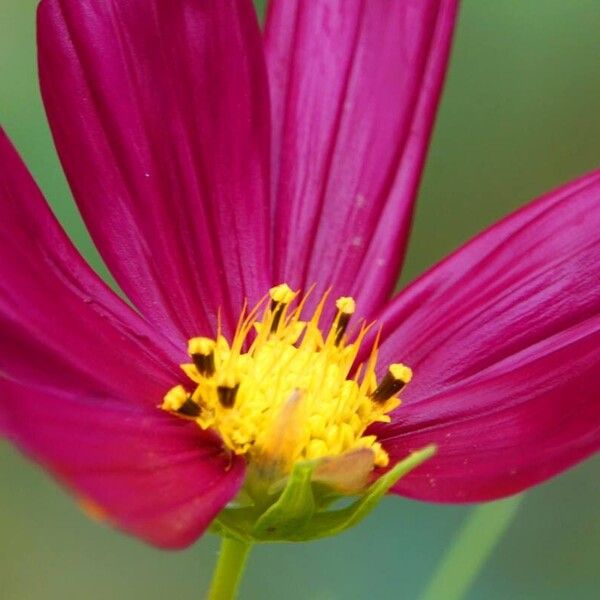 Cosmos bipinnatus Altul/Alta