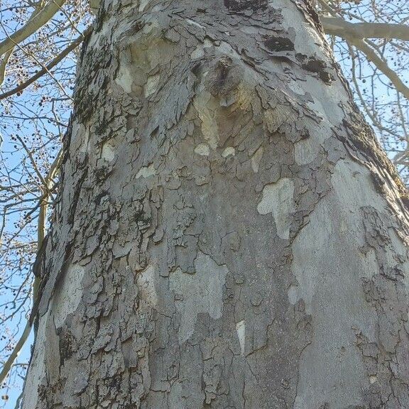 Platanus occidentalis 树皮