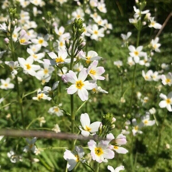 Hottonia palustris Flower