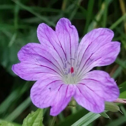 Geranium nodosum Flor