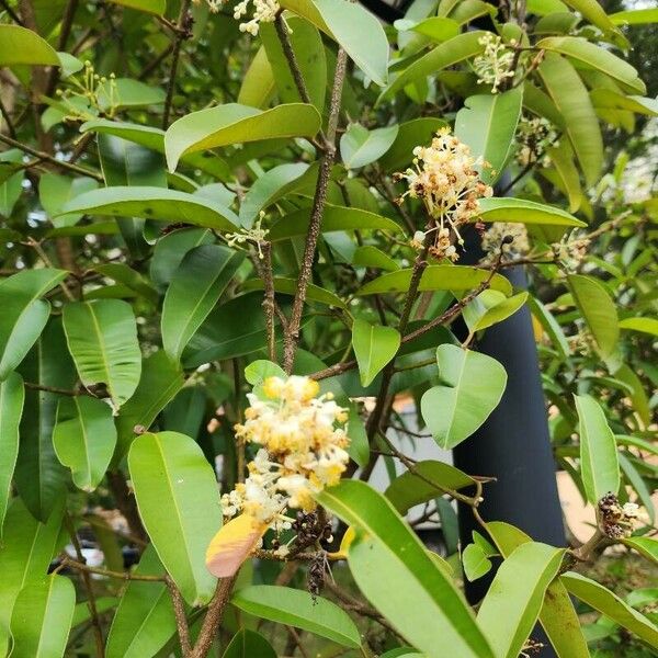 Calophyllum soulattri Flower