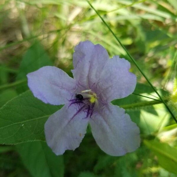 Ruellia geminiflora Virág