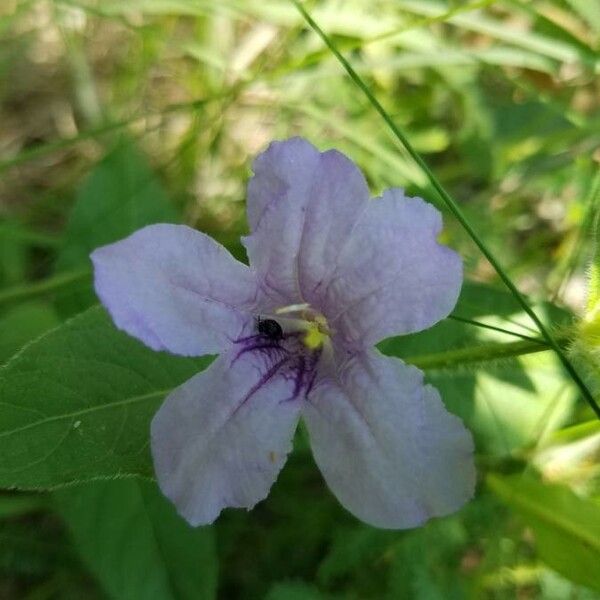 Ruellia strepens Flower