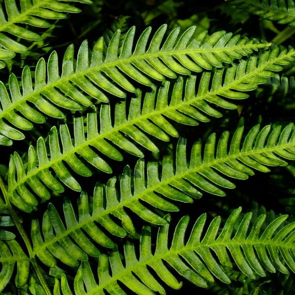 Pteris tripartita Ліст