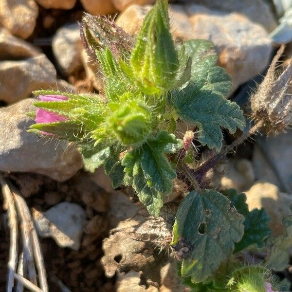 Malva setigera 葉