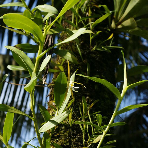 Epidendrum nocturnum Συνήθη χαρακτηριστικά