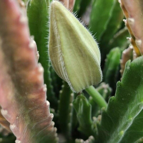 Stapelia gigantea Blüte