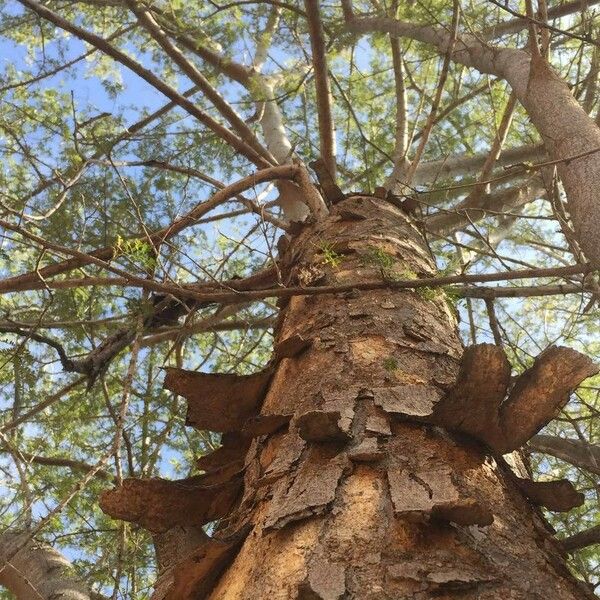 Albizia forbesii Celota