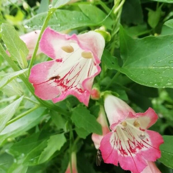 Penstemon barbatus Kvet