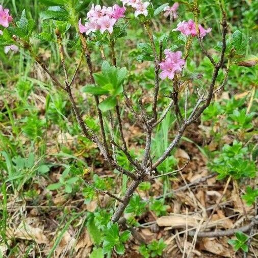 Rhododendron hirsutum 整株植物