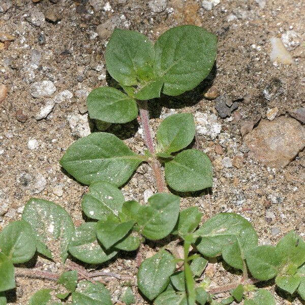 Alternanthera pungens Leaf