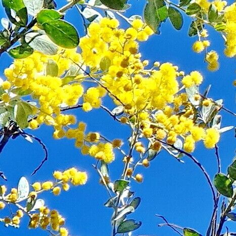 Acacia podalyriifolia Lorea