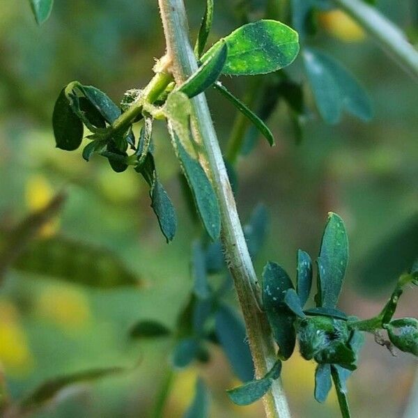 Adenocarpus complicatus 樹皮