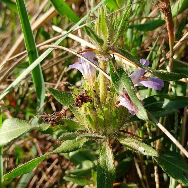 Hygrophila auriculata Kvet