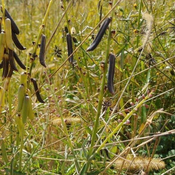 Crotalaria lanceolata फल