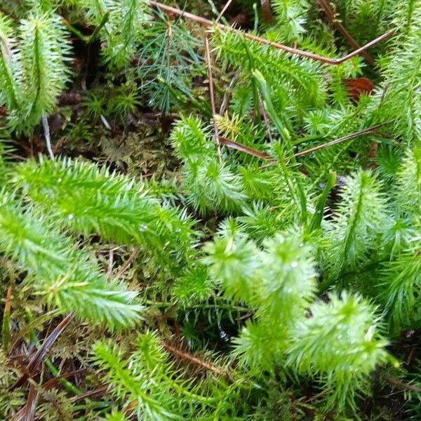 Lycopodium annotinum Hostoa