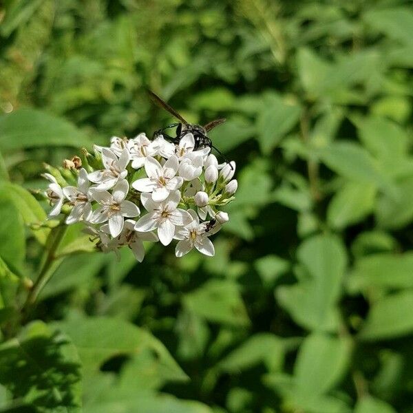 Lysimachia clethroides Blüte