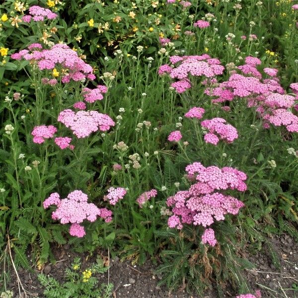 Achillea distans Цветок