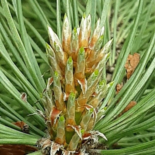 Pinus pinaster Deilen