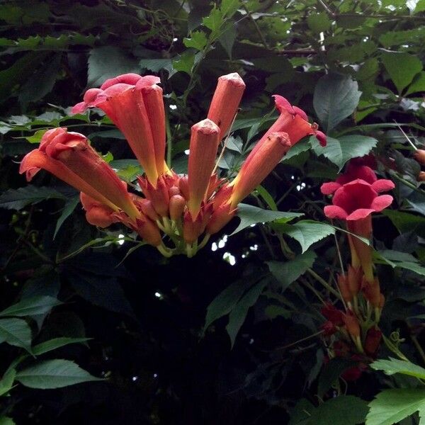 Campsis radicans Flower