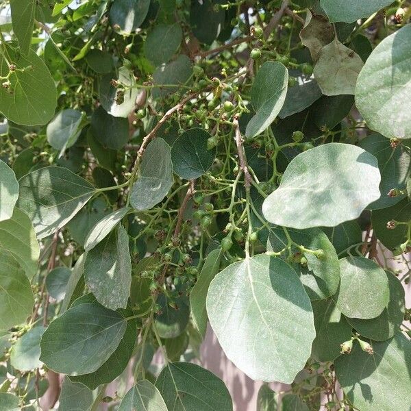 Cordia myxa Levél