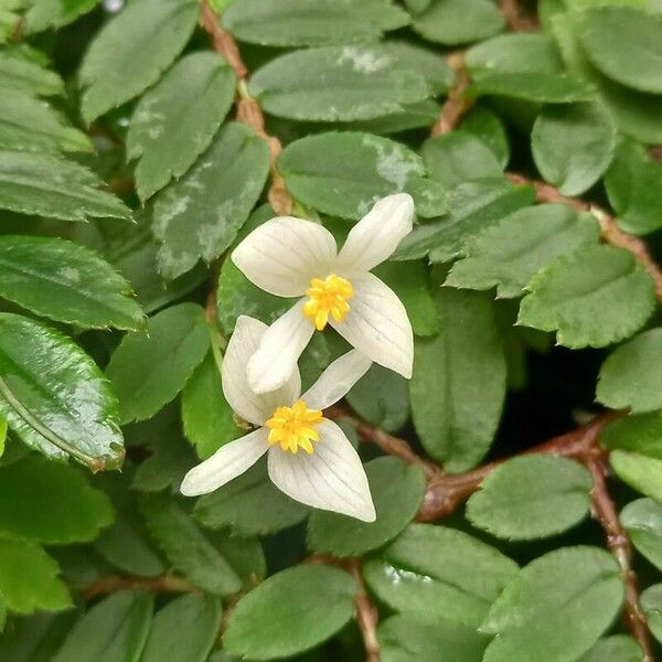 Begonia foliosa 花