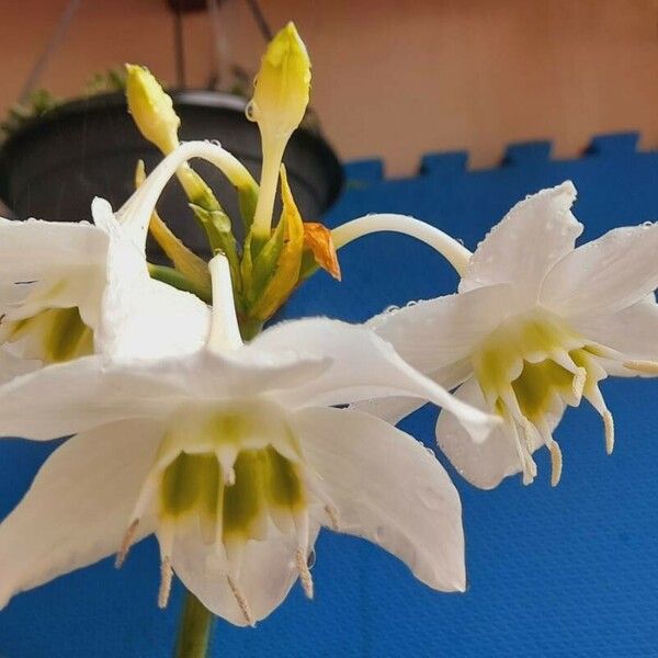 Urceolina amazonica Flower