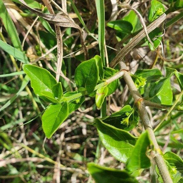 Pyrostria phyllanthoidea Folla