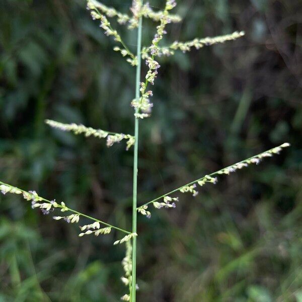 Steinchisma laxum Flower