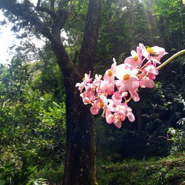 Begonia minor Flors