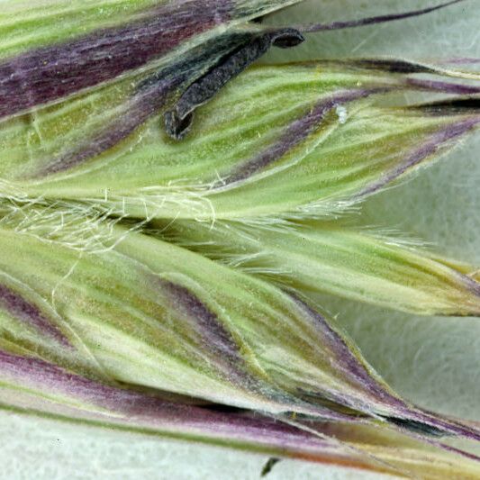 Danthonia californica Leaf