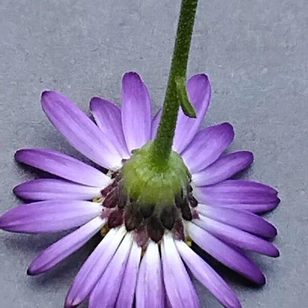 Aster alpinus Bloem