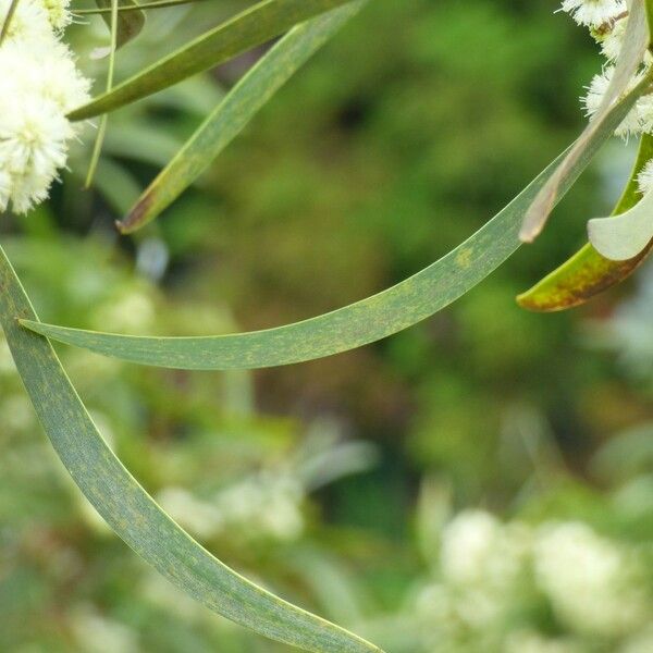Acacia heterophylla Folha