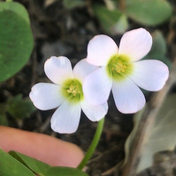 Oxalis latifolia Blomst