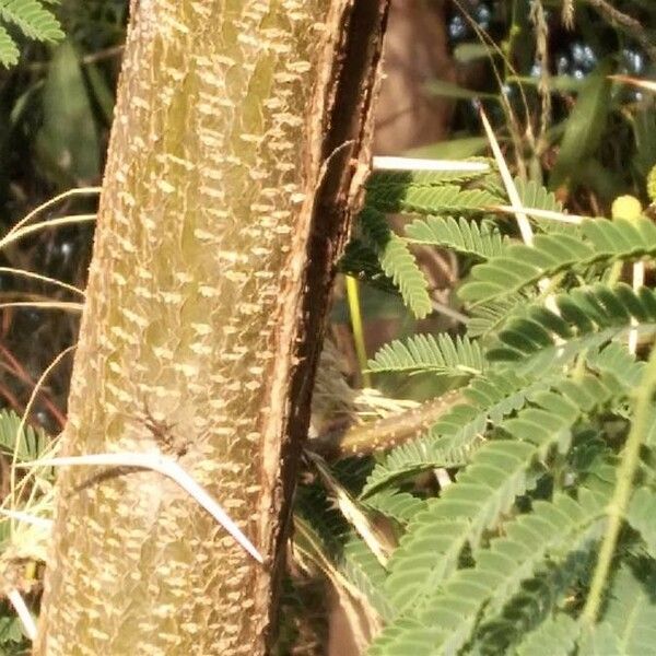 Acacia farnesiana Bark