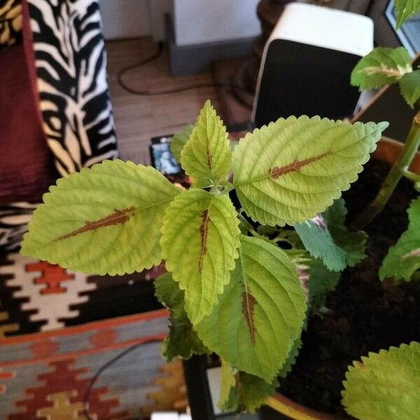 Amaranthus tricolor Leht