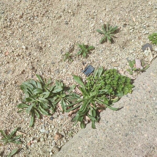 Plantago lagopus Leaf