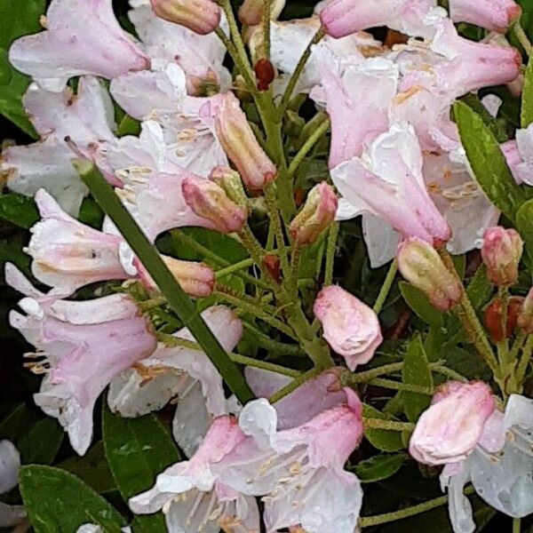 Rhododendron hirsutum Floare