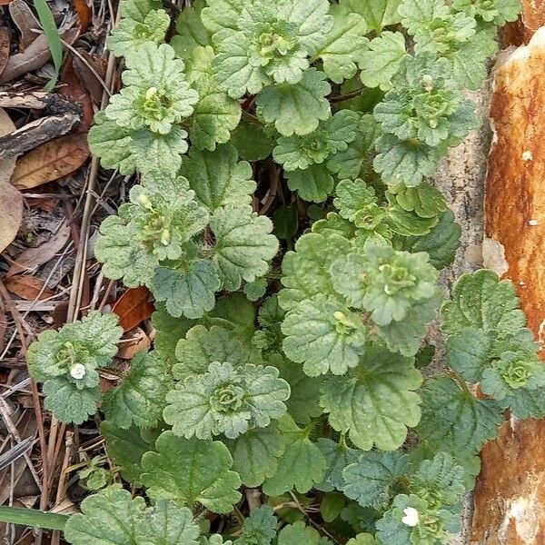 Veronica cymbalaria Leaf