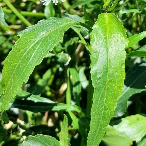 Gymnocoronis spilanthoides Leaf