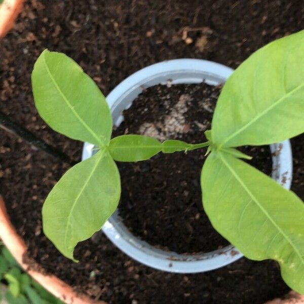 Melicoccus bijugatus Leaf