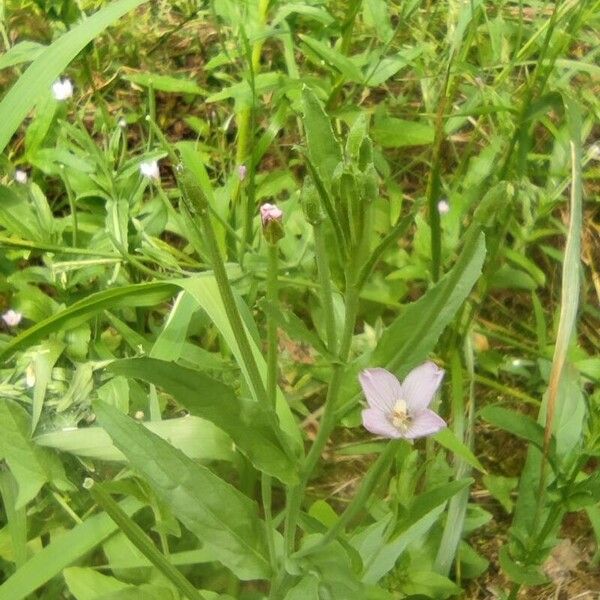 Epilobium parviflorum 花