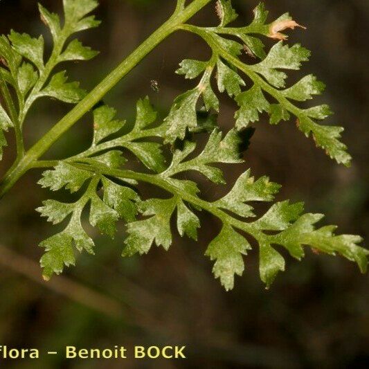 Asplenium cuneifolium Fruto