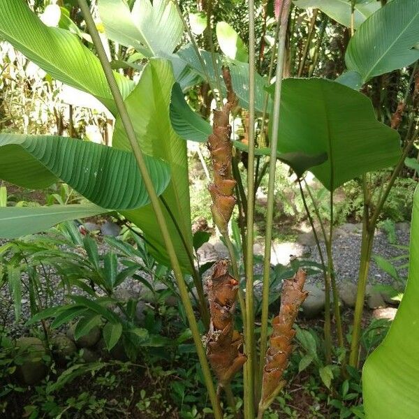 Calathea lutea ᱥᱟᱠᱟᱢ