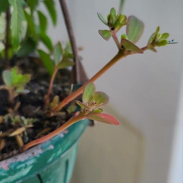 Portulaca umbraticola Leaf